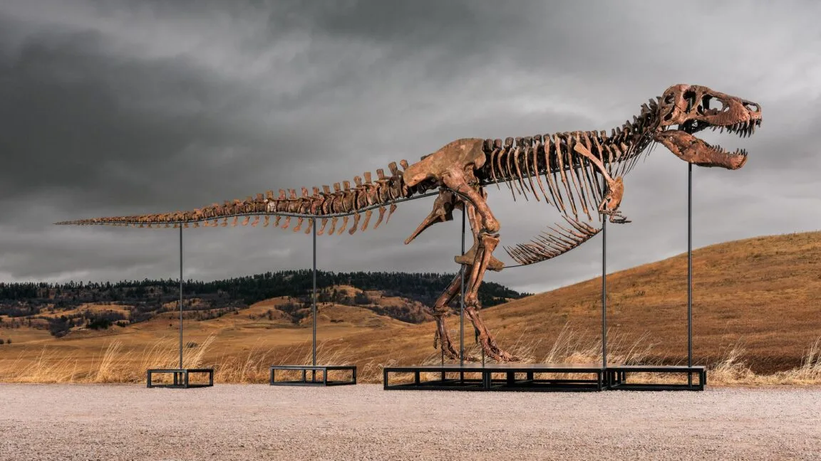 Sotheby's T. rex Açık Artırması: Bilim mi, Lüks Mı? Fosil Ticareti ve Paleontolojiye Etkileri