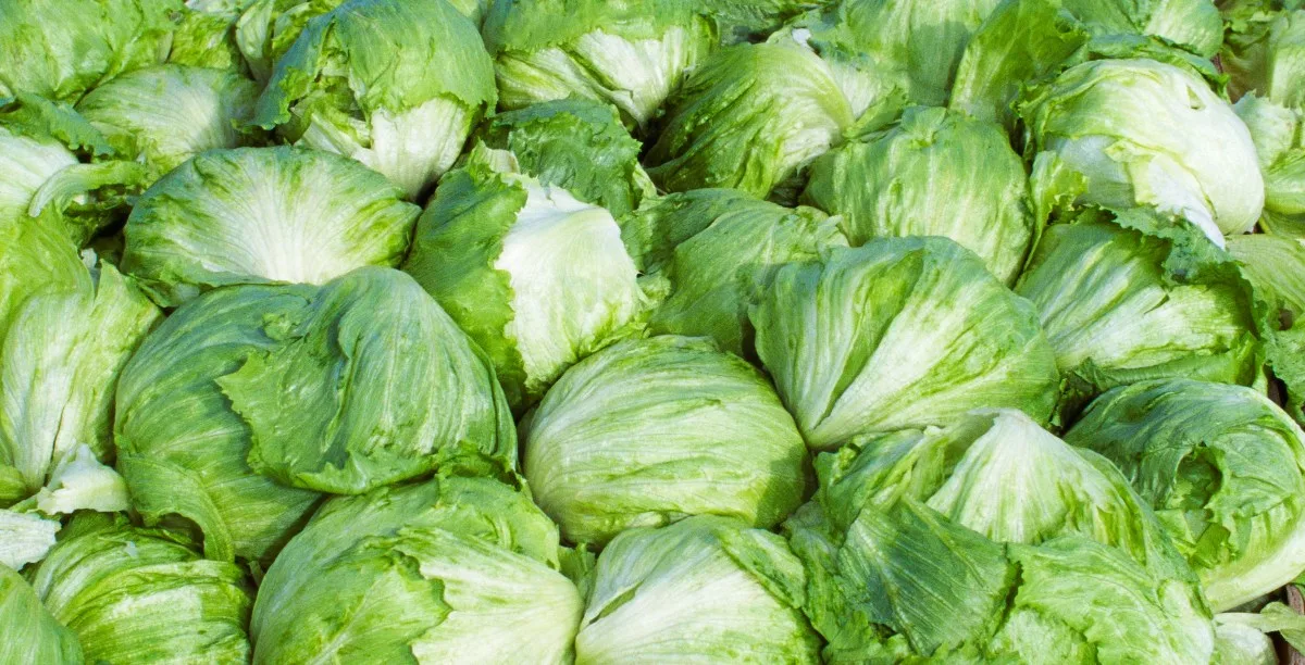 Taylor Farms, Meksika Kaynaklı Marulları Geri Çağırdı: Siklospora Salgını ABD'yi Sardı