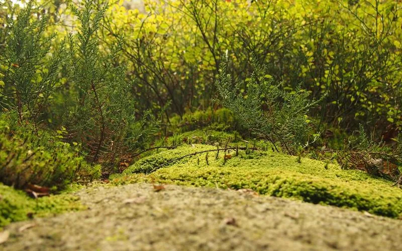 Anthropic, Claude Fable 5 ve Mythos 5 Modellerini Yeni Güvenlik Önlemleriyle Yeniden Yayınlıyor